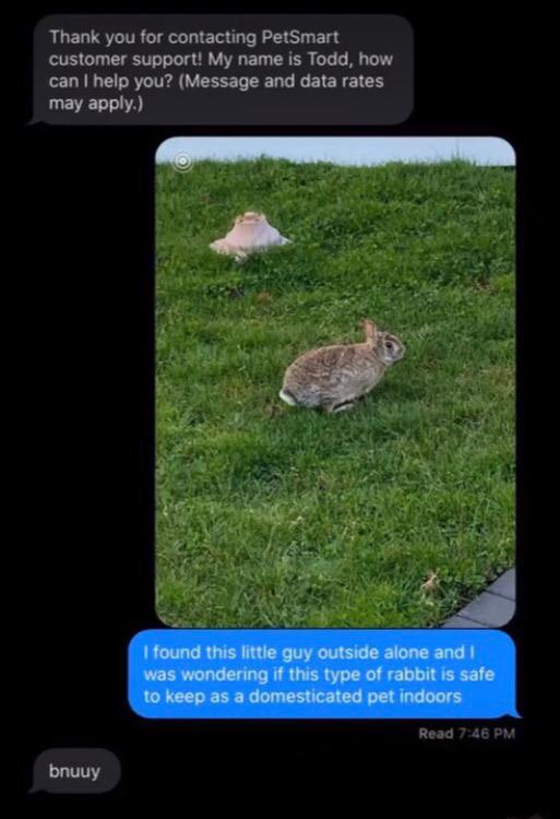 Bnuuy Thank you for contacting PetSmart customer support! My name is Todd, how can I help you? (Message and data rates may apply.) I found this little guy outside alone and I was wondering if this type of rabbit is safe to keep as a domesticated pet indoors Read 7:46 PM bnuuy