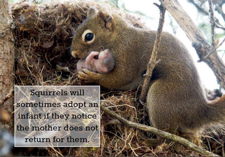 Squirrels will sometimes adopt an infant if they notice the mother does not return for them.