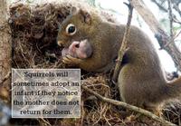 Squirrels will sometimes adopt an infant if they notice the mother does not return for them.