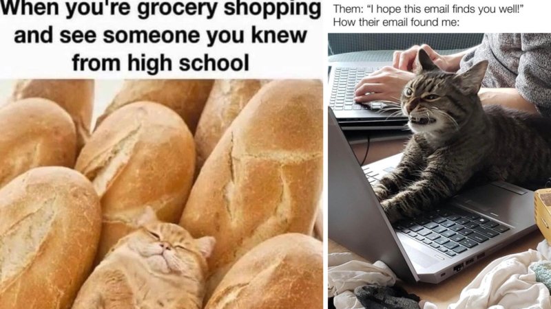 Two cat memes in the following collection.